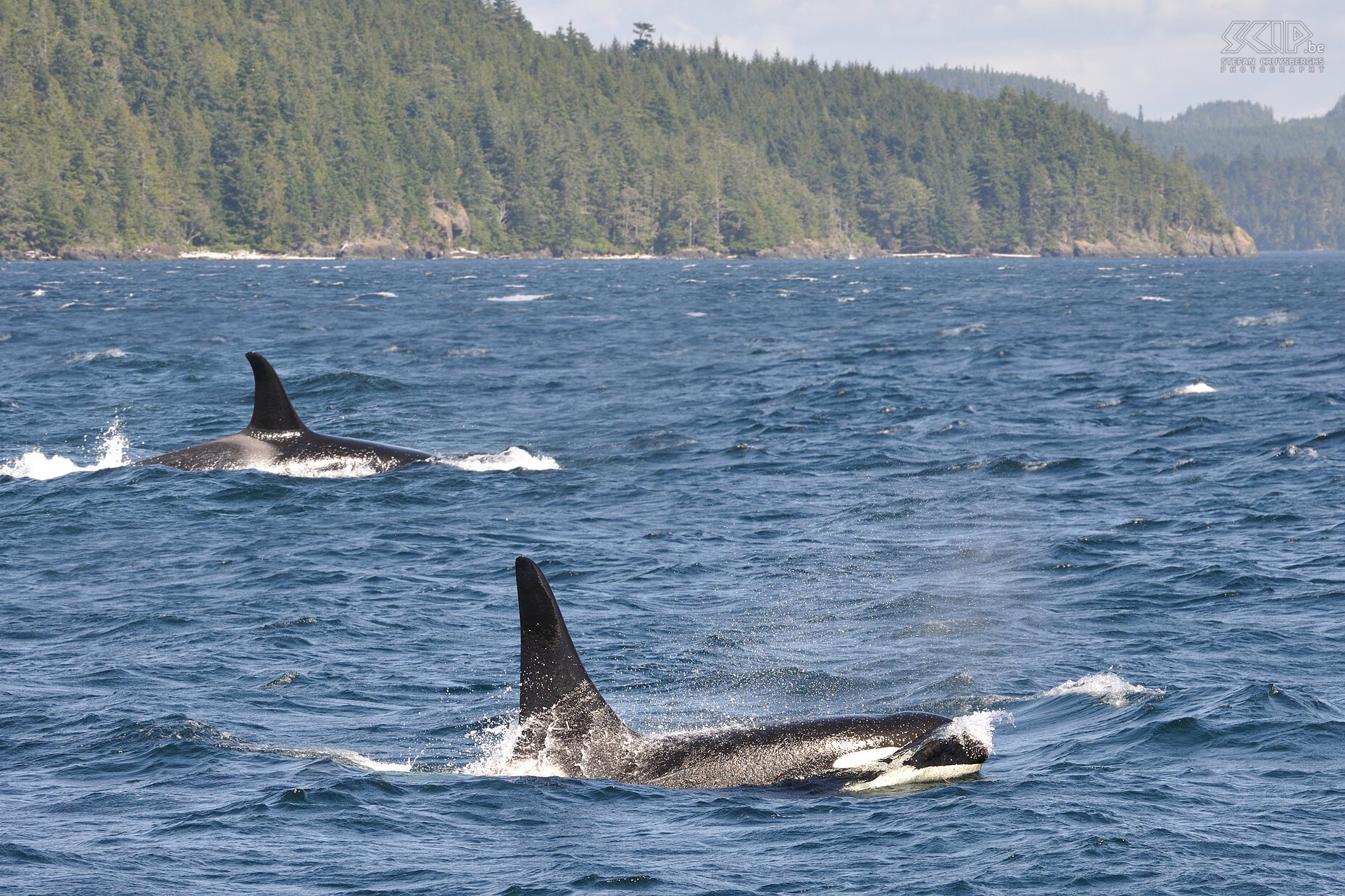 Telegraph Cove - Orcas In the waters of Johnstone Strait there are orca families present the whole year. Stefan Cruysberghs